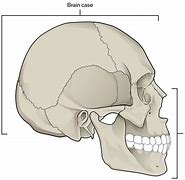 Image result for Jawbone Skeleton