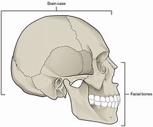 Image result for Lower Jawbone