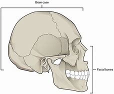 Image result for Human Head Skull