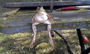 Image result for Chonker Frog