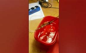 Image result for iPhone 6 Water Stain Remover