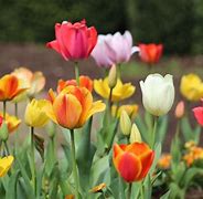 Image result for Tulips Growing