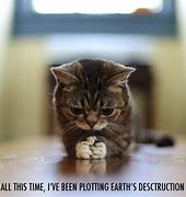 Image result for Sad Cat Quotes