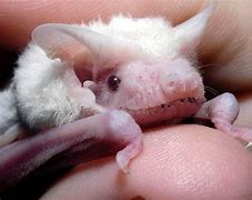 Image result for White Albino Bat
