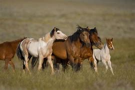 Image result for Wild Horses Herd Running
