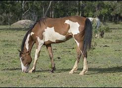 Image result for Painted Horse Run