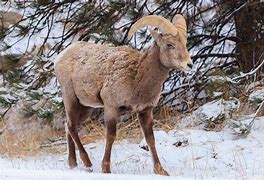 Image result for Rocky Mountain Bighorn Sheep