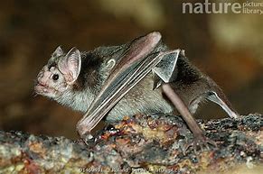 Image result for Rainforest South American Bats
