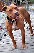 Image result for American Blue Nose Pitbull