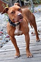 Image result for Pit Bull Terrier Dogs