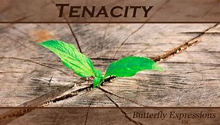 Image result for tenacity