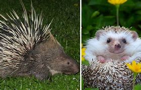 Image result for Porcupine versus Hedgehog