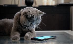 Image result for Mobile Phone with Cats Picture in It