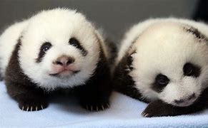 Image result for Small Baby Pandas