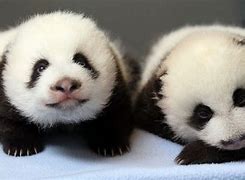 Image result for Super Cute Panda