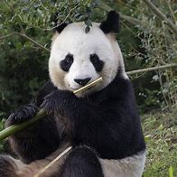 Image result for Panda Geant