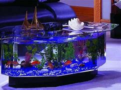 Image result for Unusual Fish Tanks Aquariums
