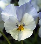 Image result for Viola cornuta Milkmaid