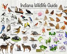 Image result for Animals You Need to Have with a License in Indiana