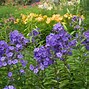 Image result for Phlox paniculata Blue Paradise