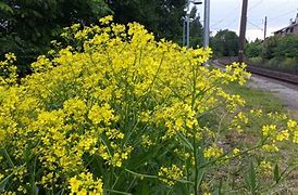 Image result for Local Train Station