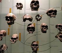 Image result for Earliest Hominids