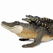 Image result for Alligator Baby Toy