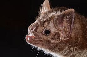 Image result for Vampire Bat Illustration