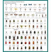 Image result for All Types of Pest
