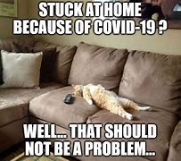 Image result for Covid Cat Meme