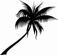 Date Palm Tree 的图像结果