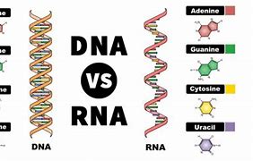 Image result for RNA vs DNA-based Virus