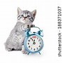 Image result for Happy New Year Cat Pic
