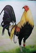 Image result for Gallo De Pelea Color ES Bandera De Perto Rico