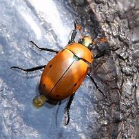 Image result for "grapevine-beetle"