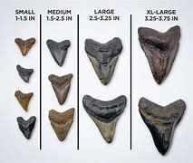Image result for Megalodon Tooth Comparison