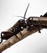 Image result for Crickets Slang Meaning