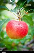 Image result for Single Red Apple On Tree