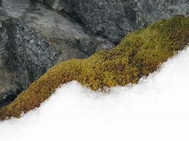 Image result for Mosses in Tundra