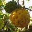 Image result for Hawaiian Fruits List