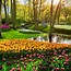 Image result for Keukenhof Tulip Gardens Holland