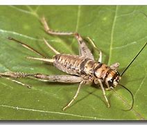 Image result for Cricket Insect India