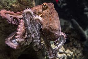 Image result for Octopus Ink Cure Cancer