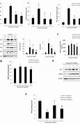 Image result for Inflammation vs Infection