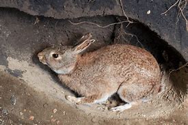 Image result for Rabbit Den