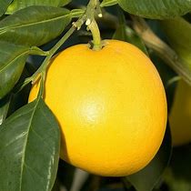 Image result for Hybrid Orange Plant Pics