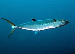 Image result for Bahamas Reef Fish Cero