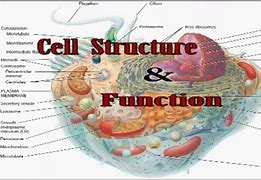 Image result for Strongest Cellular Structure