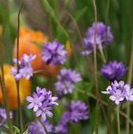 Image result for Dichelostemma congestum