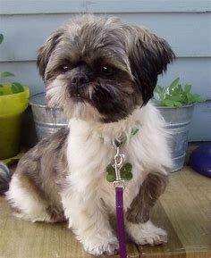 Shih Tzu | Shih tzu puppy, Shih tzu, Cute dogs